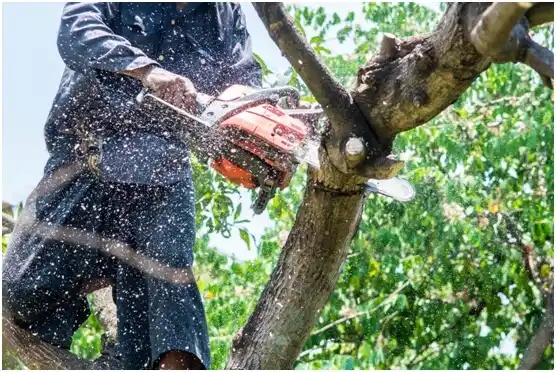 tree services Kaysville